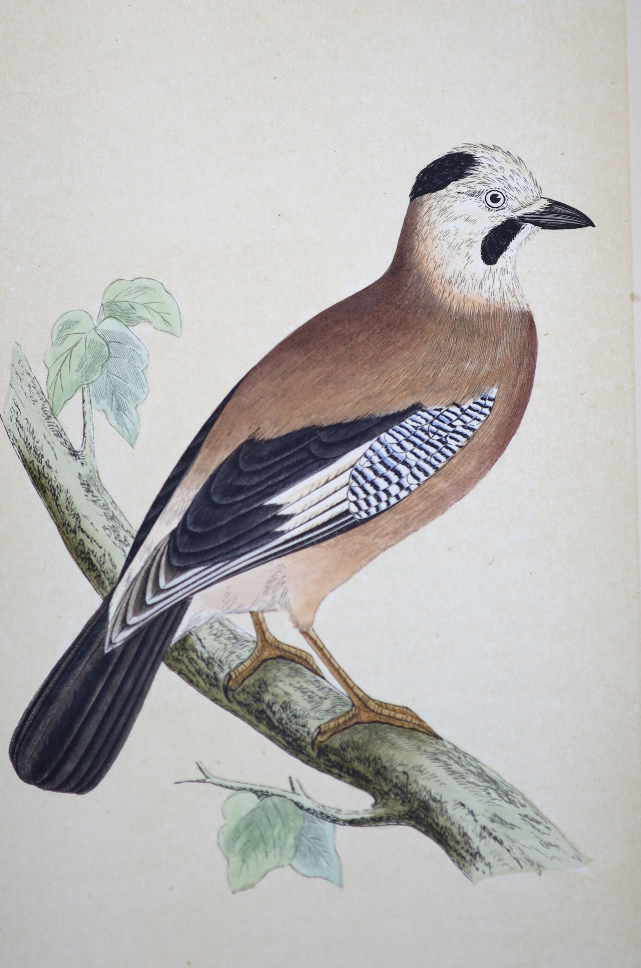 Bree, Charles Robert - A History of the Birds of Europe. 4 vols, 8vo, half green morocco, with 238 coloured plates, Groombridge & Sons, London, 1859-63